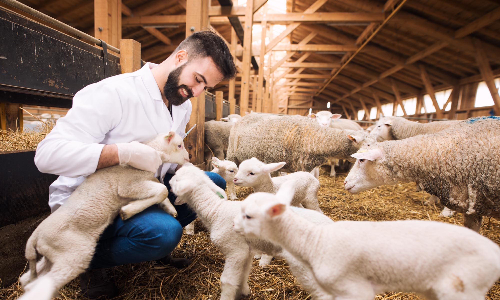  livestock Management System
